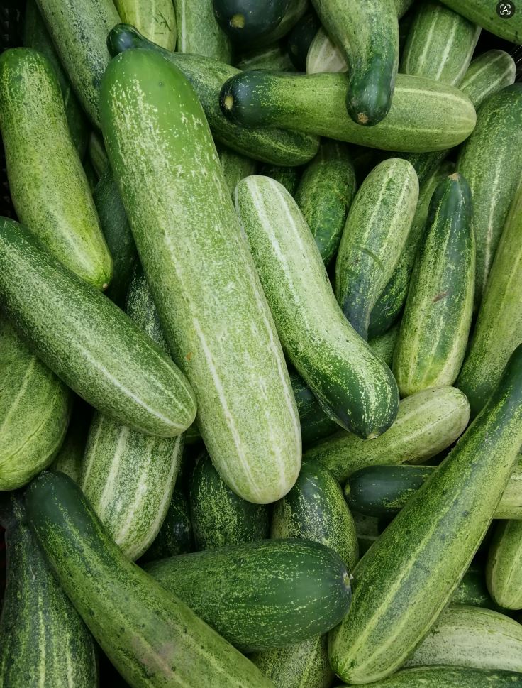 Cucumber